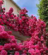 עוזרתלי - עוזרת בית ב-חיפה - טניה נ.