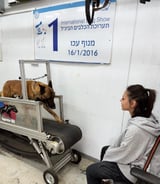 עוזרתלי - דוגסיטר ב-תל אביב-יפו - נויה ב.