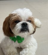 עוזרתלי - דוגסיטר ב-באר שבע - אופק ק.